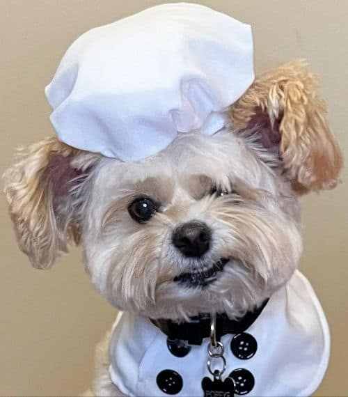 Popeye the Foodie in his chef's hat | Dog influencers