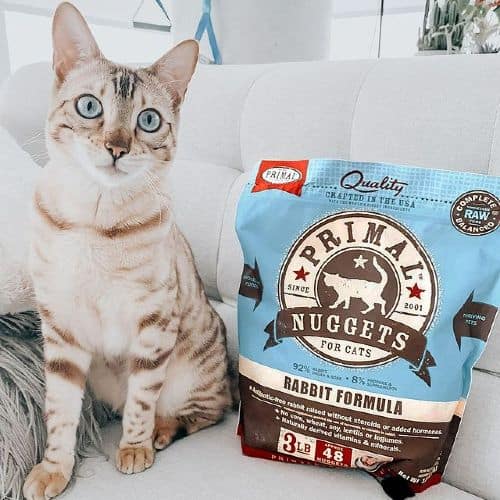 14 Cat Brands Ready To Collab With Creative Influencers