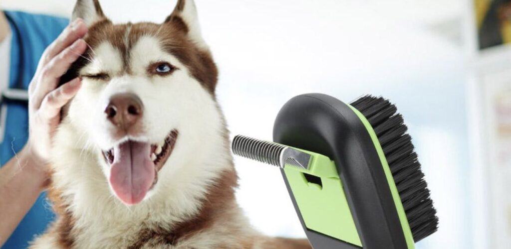 Priority Pet Needs | Dog grooming