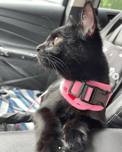 Feline influencer Francesca wearing a pink harness while sitting in a car