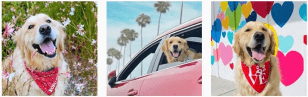 9 Best Dog Car Hammocks of 2023 - Vetstreet