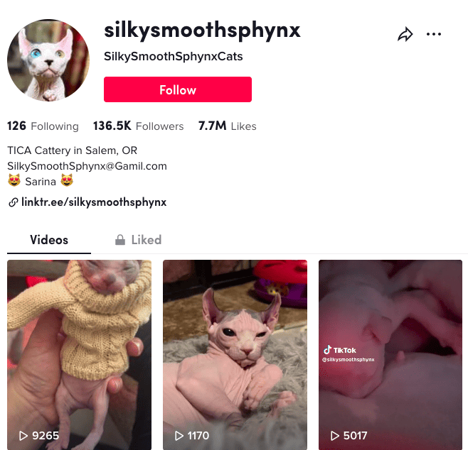 Sarina Allen with Sphynx | TikTok profile