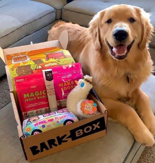 Scottie the Golden Retriever unboxing a Bark Box