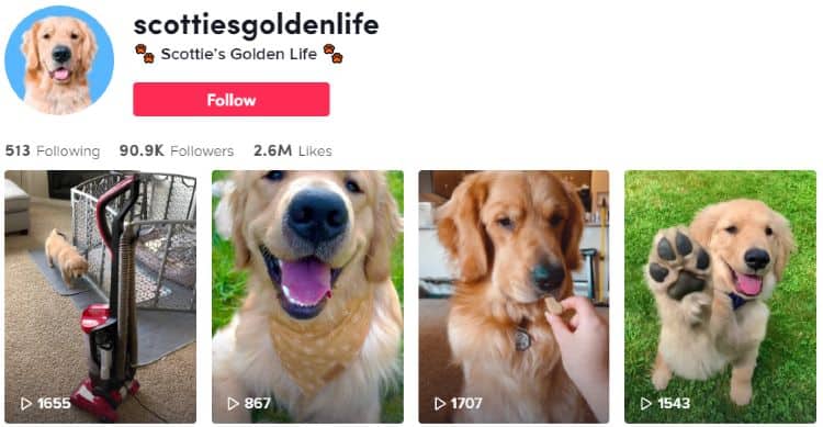 Scotties Golden Life | TikTok profile | Influencers on social media