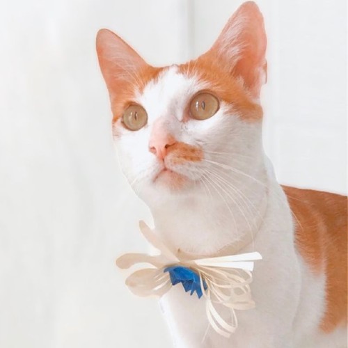 Shawy Le Cat wearing bow tie and staring | Cute influencers