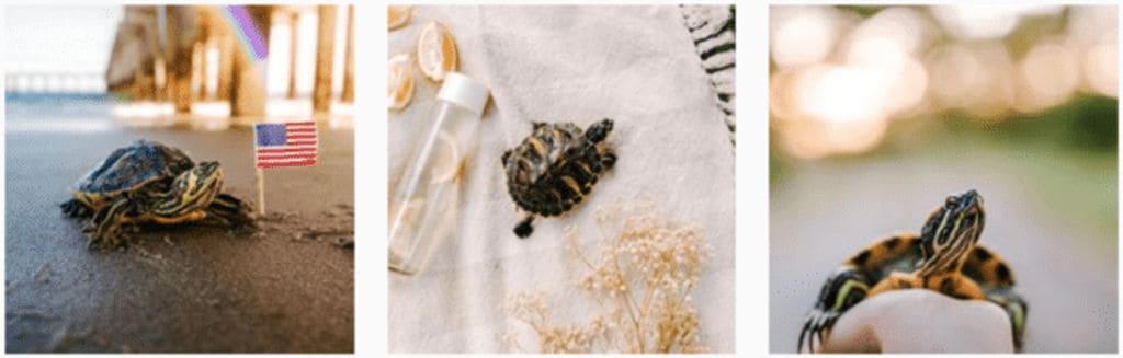 Brittney hosts an Instagram page for her turtles, Squishy and Honey | City Turtles