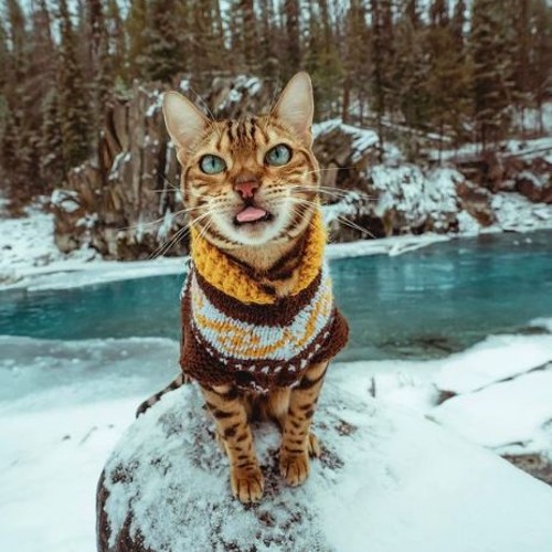 Suki sitting on a rock by a frozen lake in the forest