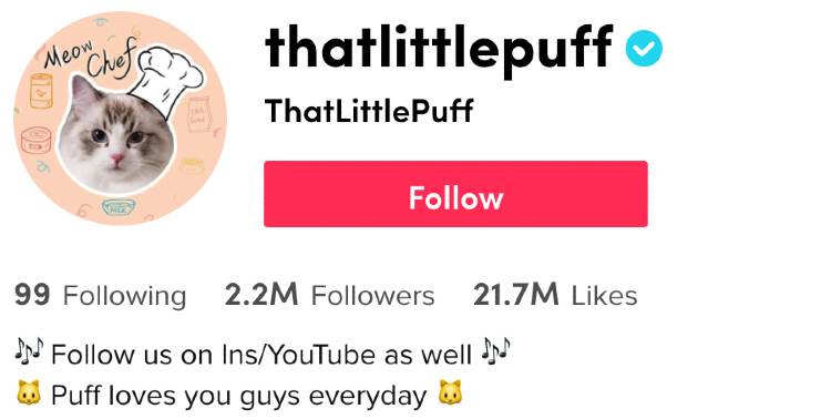 That Little Puff | Famous Cat Influencer