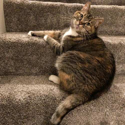 Traci Livering | Her Cat Relaxing on The Stairs