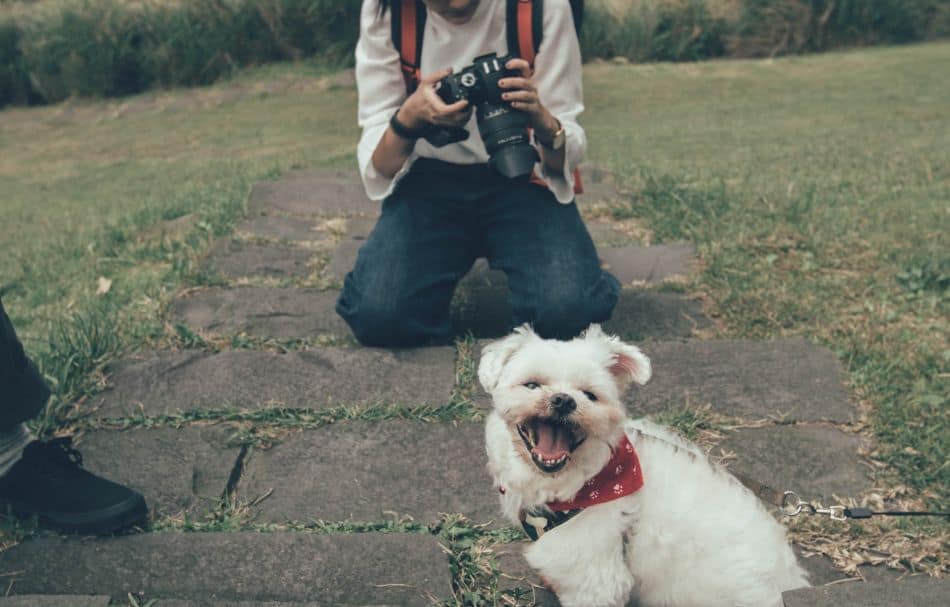 White dog model outdoors with photographer and camera