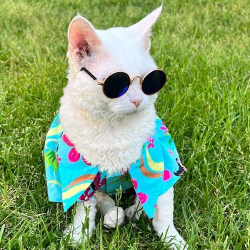 Kitty cat wearing colorful shirt and sunglasses sitting in the grass