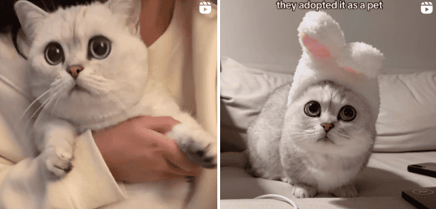 People astounded after finding out Hello Kitty isn't actually a cat - Daily  Record