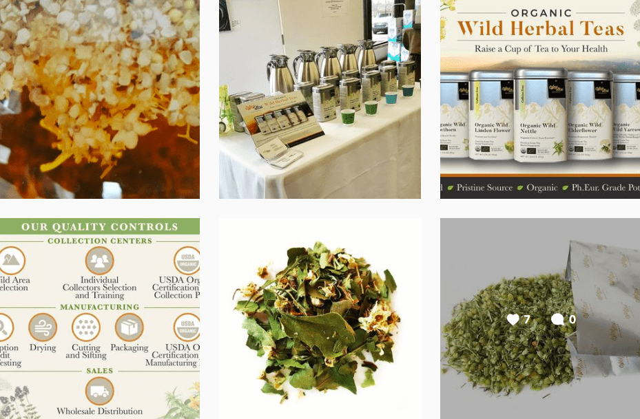 Wild Bliss herbal teas | Instagram posts