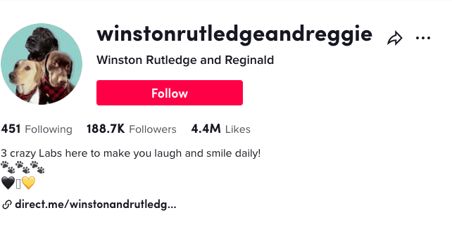 Winston, Rutledge, and Reggie on social media | Pet influencers