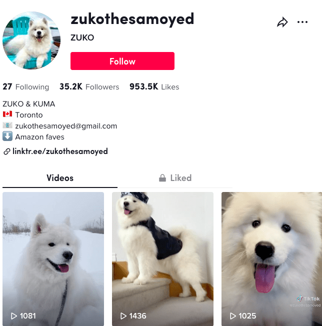 Zuko the Samoyed featured on TikTok | Canadian pet influencer